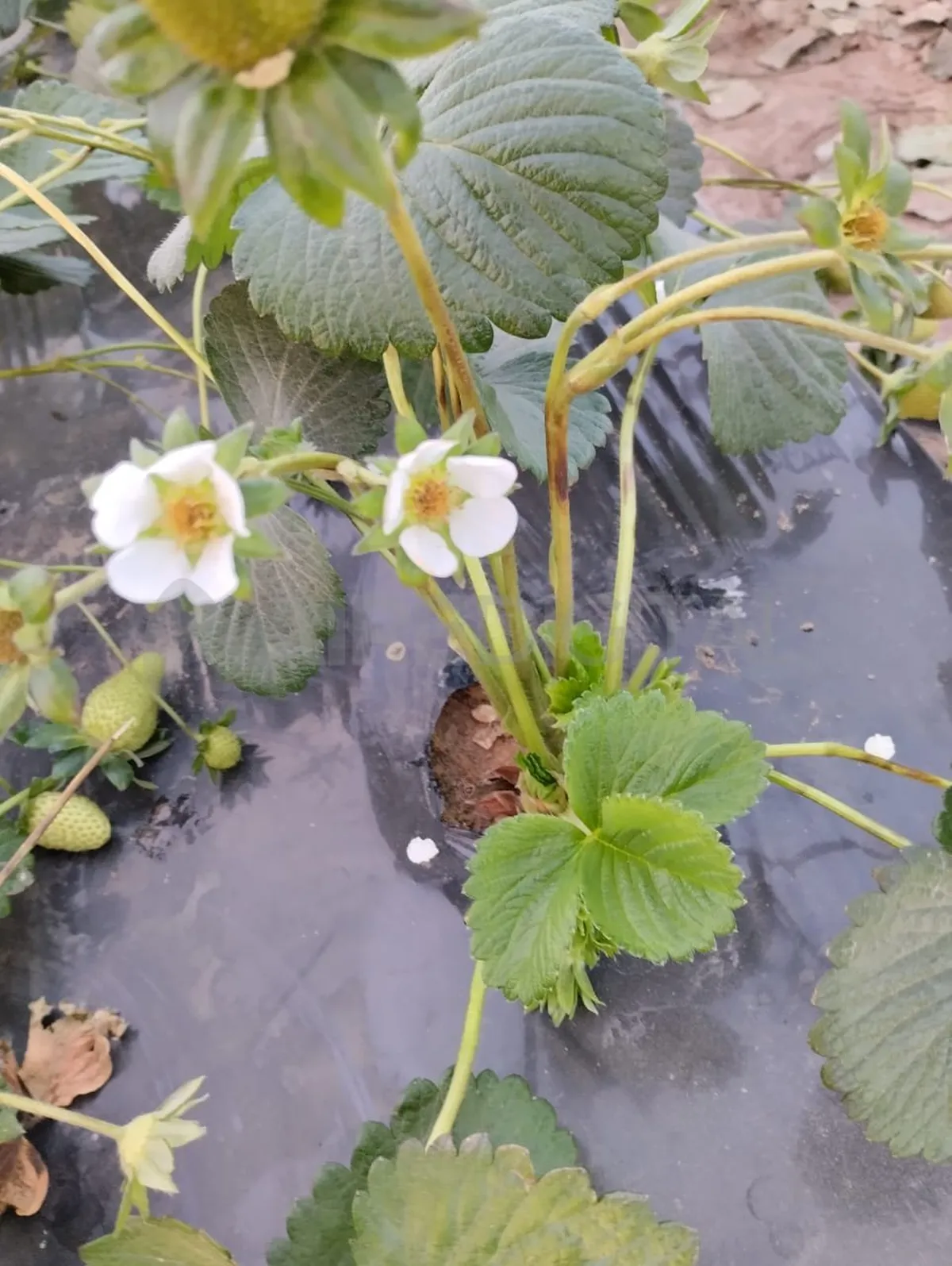 La devastación provocada por las heladas se hace visible en los campos de frutillas. La devastación provocada por las heladas se hace visible en los campos de frutillas. 