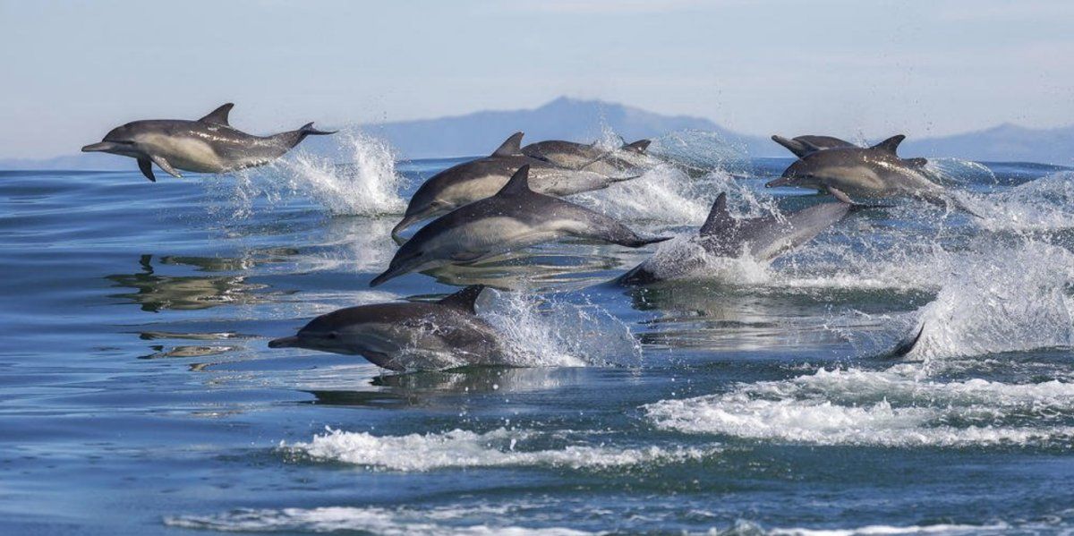 Gran espect&aacute;culo de delfines en la costa de California.