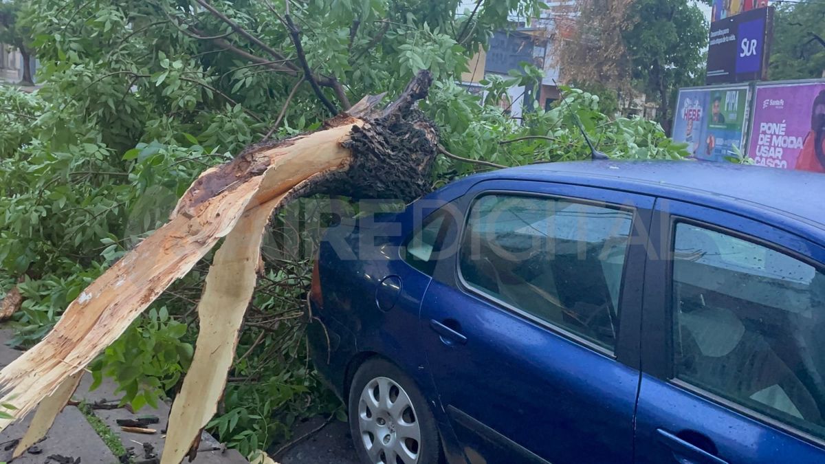 La rama quedó sobre el baúl de un Peugeot 307. La rama quedó sobre el baúl de un Peugeot 307.