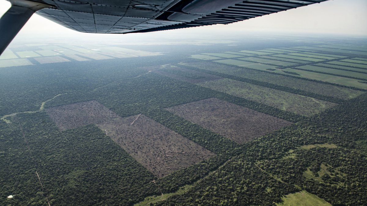 El 83% de los encuestados cree que los incendios de los bosques se producen intencionalmente y el 32% dijo que el objetivo es usar la tierra para cultivos de soja.