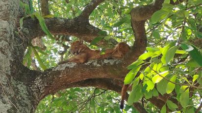 Susto y sorpresa en Cayastá por la aparición de un puma: es el segundo en esta semana