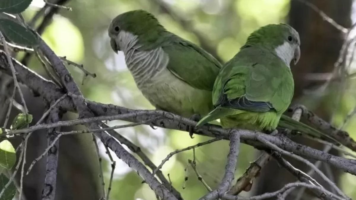 Las cotorras argentinas en Europa ilustran cómo las especies pueden adaptarse y prosperar en entornos no nativos.
