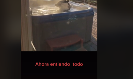 El huésped de una cabaña encontró un oso relajándose en su cabaña. El huésped de una cabaña encontró un oso relajándose en su cabaña.
