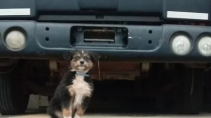 La emotiva historia de Rocco: fue adoptado por familiares de Loan y ahora será adiestrado para búsqueda