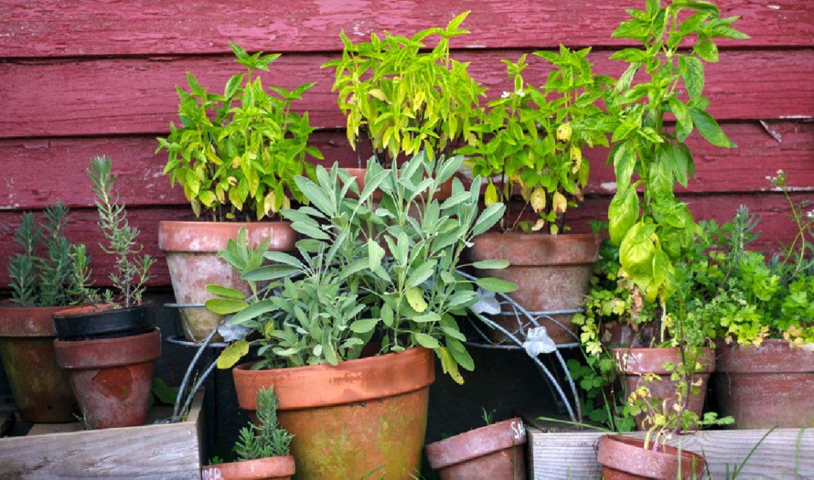Las plantas tienen diversos beneficios para la salud.