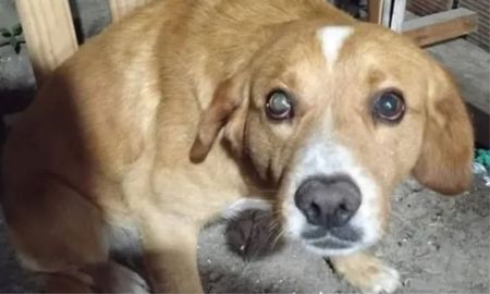 Chimuelo está estable tras la golpiza sufrida en Sauce Viejo y actualmente está buscando hogar. Chimuelo está estable tras la golpiza sufrida en Sauce Viejo y actualmente está buscando hogar.