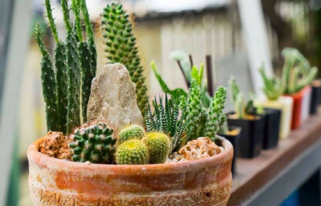 Cactus en un tazón Cactus en un tazón