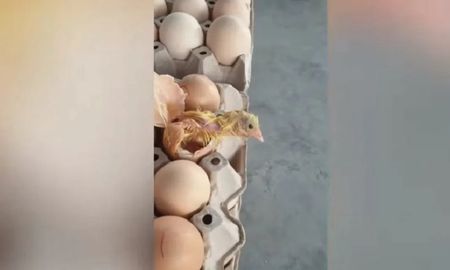 viral: vendia huevos y le nacio un pollito en el maple viral: vendia huevos y le nacio un pollito en el maple