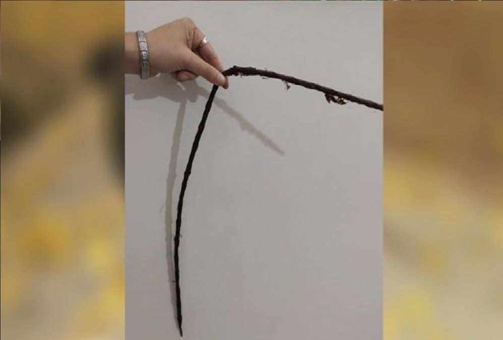 Doloroso caso de maltrato animal en Mendoza: atravesaron a un perro con un hierro