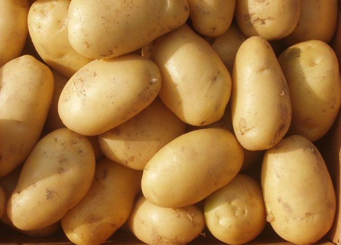 papas.png
