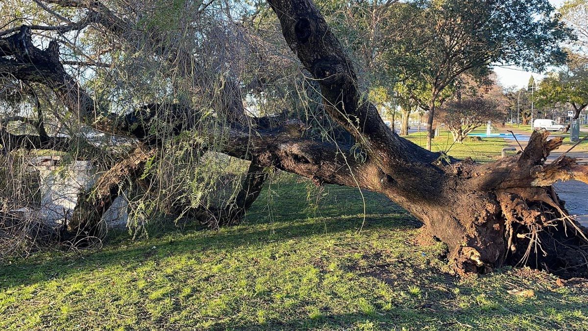 Un martes de incesantes lluvias y un miércoles con importantes ráfagas de viento dejó un saldo de 20 árboles caídos en Santa Fe.