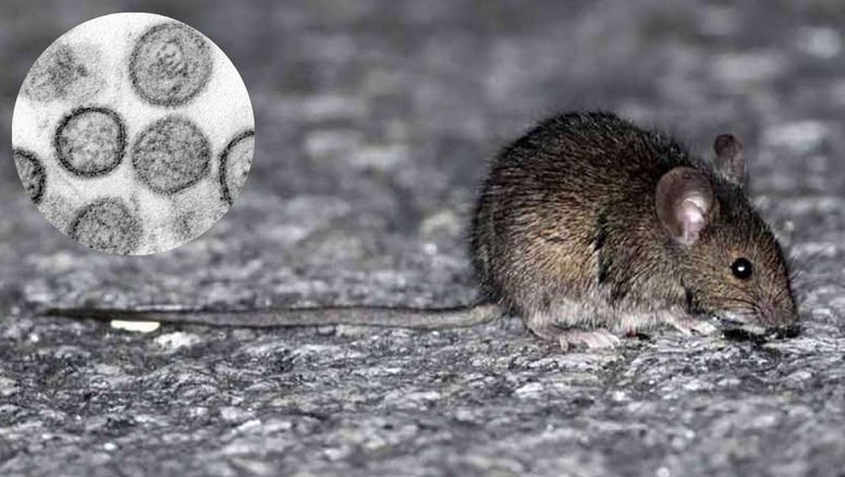 Confirmaron un caso de hantavirus en Bariloche: el hombre está internado y aislaron a su familia