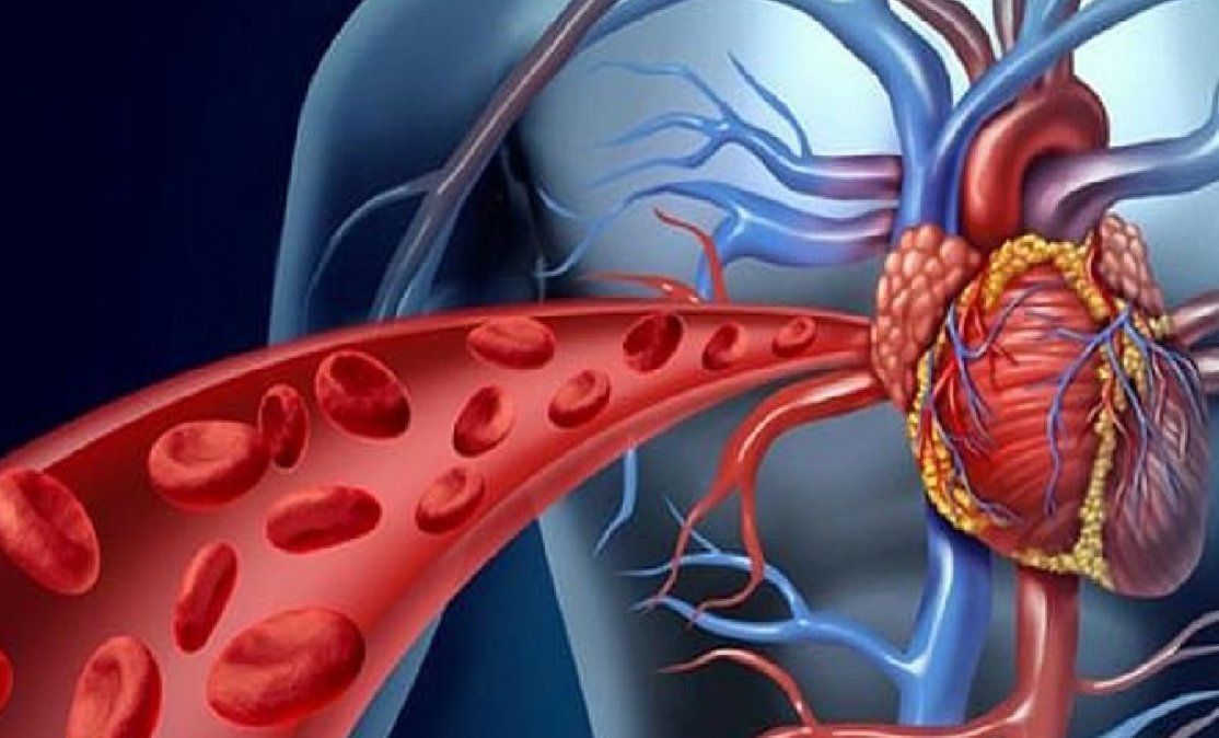 Cuál es el superalimento que mejora la circulación sanguínea