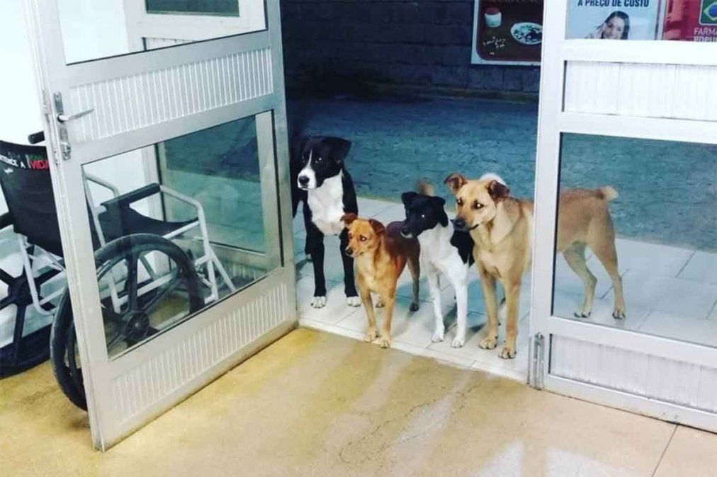 Viral: la dulce imagen de cuatro perros esperando a su dueño en la puerta del hospital