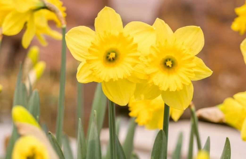 Cuál es el significado de las flores según su color