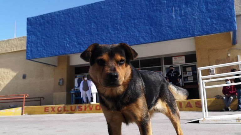 El perro mestizo llevaba semanas corriendo entre las puertas del hospital para ver si salía su dueño (Foto: Facebook/Sin Frontera)