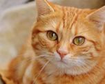 Garfield Garfield