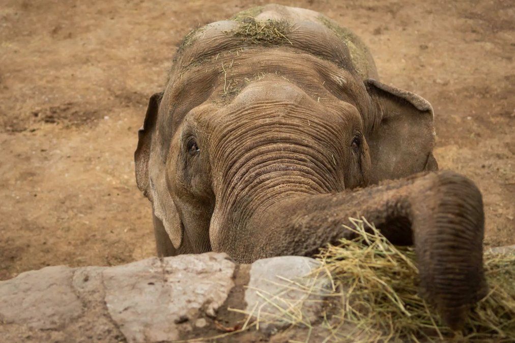 Tamy es un elefante que actualmente vive en el Ecoparque de Mendoza y debe ser trasladado a un santuario en Brasil.