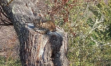 Un gato montés apareció en la zona del Cerro Otto en la ciudad rionegrina de San Carlos de Bariloche. Un gato montés apareció en la zona del Cerro Otto en la ciudad rionegrina de San Carlos de Bariloche.