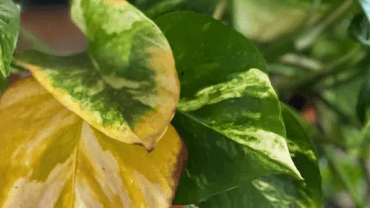 El potus es la planta preferida para quienes buscan sumar verde y equilibrio emocional a sus espacios cotidianos.