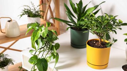 Por qué poner polenta en las plantas: fácil, casero y económico para nutrirlas y evitar plagas