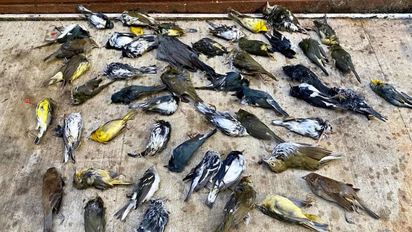 Qué significa soñar con pájaros muertos