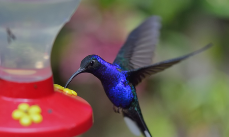 Qué significa ver un colibrí azul Qué significa ver un colibrí azul