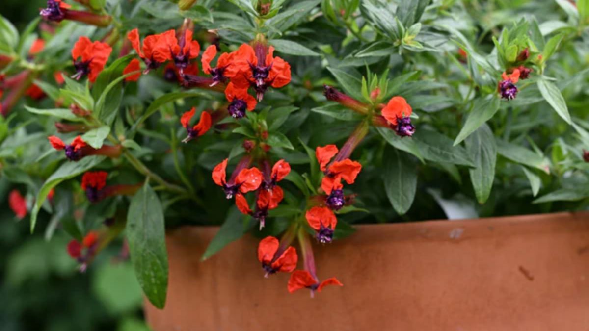 Un conjunto de especies resistentes que mantienen el color incluso bajo el sol fuerte de diciembre.