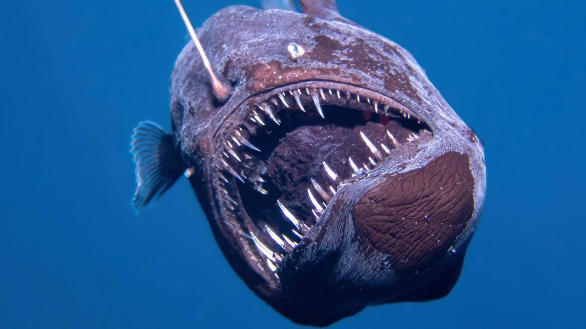 Imagen del pez diablo negro
