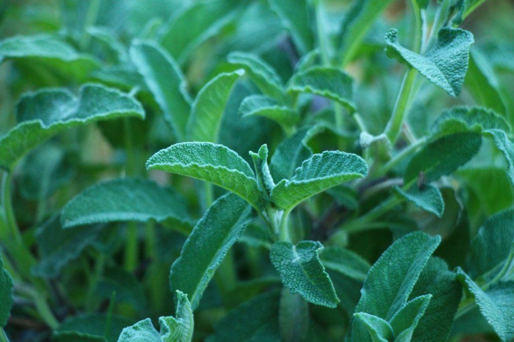 Los increíbles beneficios de la salvia para la salud