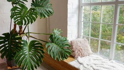 Cómo es el truco definitivo para que tus plantas tengan hojas enormes y frondosas en casa