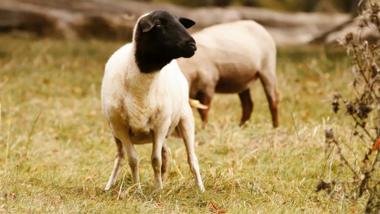 Preocupación en la ganadería: confirman scrapie en Santa Fe y Entre Ríos