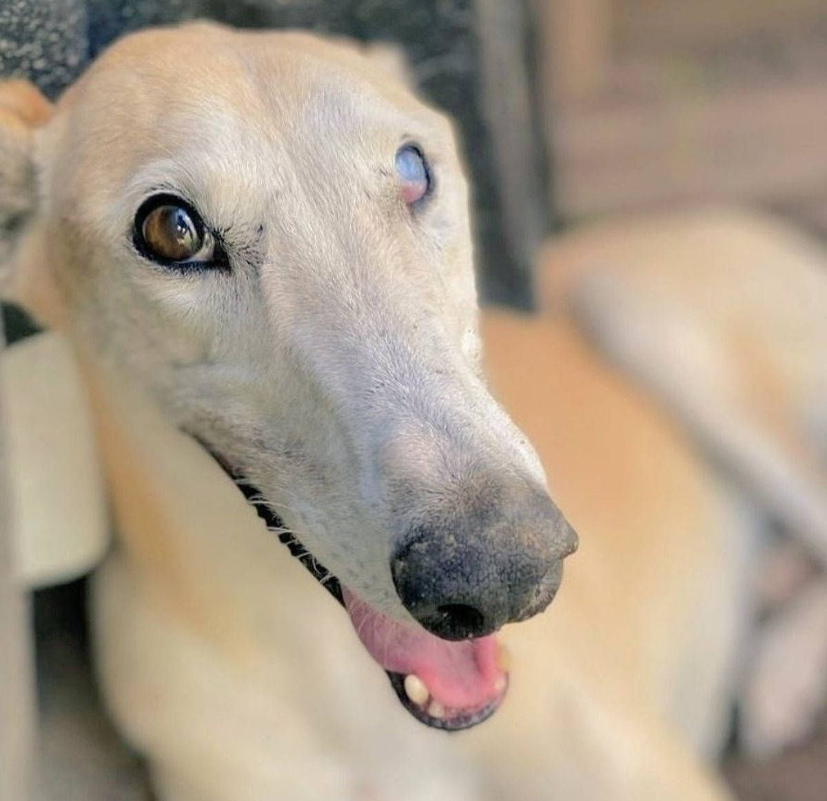 Paris fue abandonada en una avenida. Ahora es participante de Gran Hermano. Paris fue abandonada en una avenida. Ahora es participante de Gran Hermano.