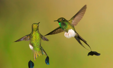 Cómo se alimentan los colibrís Cómo se alimentan los colibrís