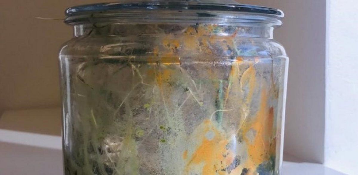 Viral: se olvidó una planta en la oficina y dos años después la encontró en un estado impactante.