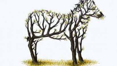 La polémica detrás de la cebra que comenzó a viralizarse en WhatsApp