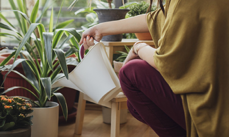 vinagre, el remedio casero para cuidar de tus plantas vinagre, el remedio casero para cuidar de tus plantas
