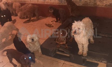 Así se encontraban los pichichos en el domicilio allanado. Así se encontraban los pichichos en el domicilio allanado.