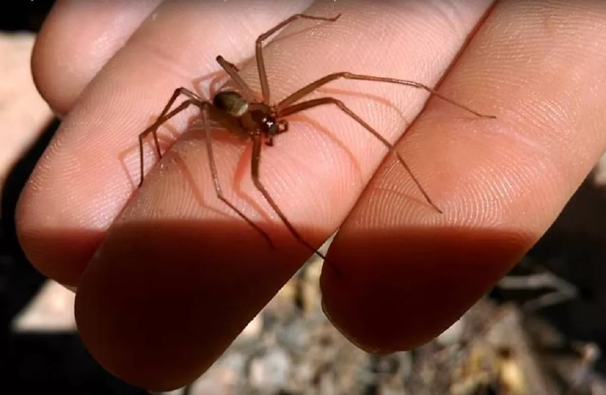 Picadura de una araña de rincón