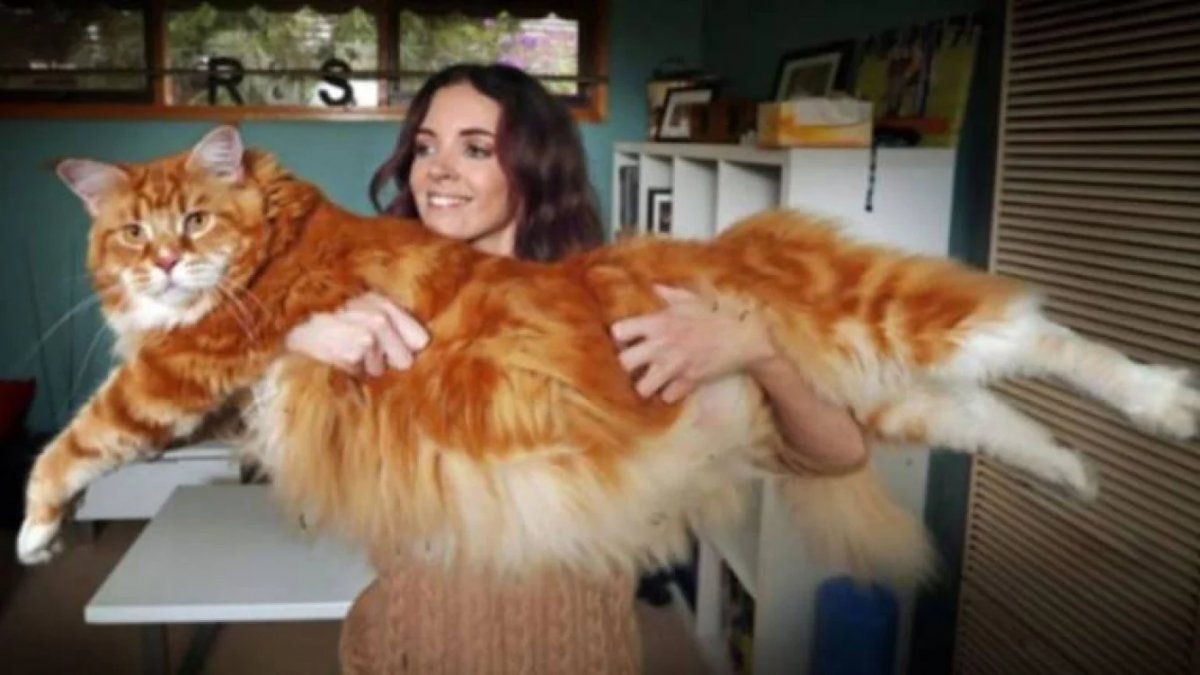 El peque&ntilde;o felino es de raza Maine Coon