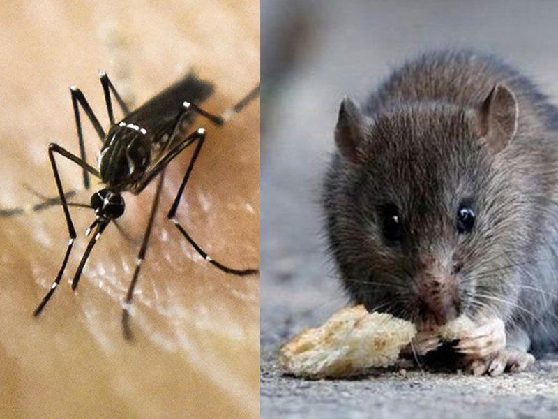 La provincia aclaró la situación actual sobre casos de dengue y hantavirus