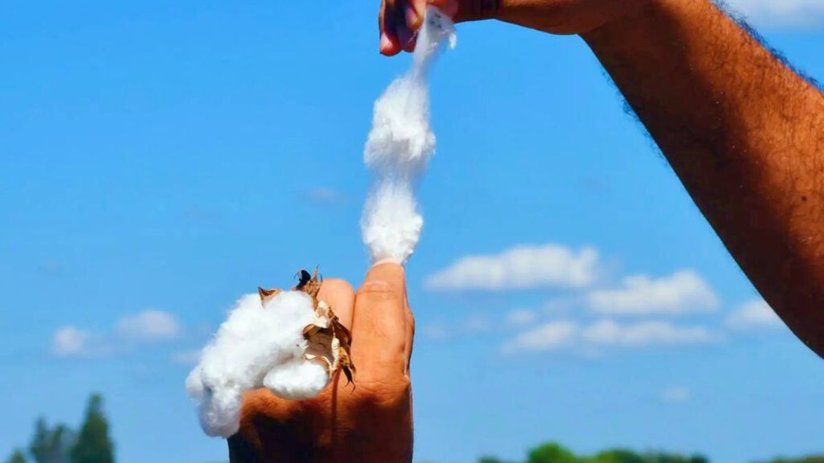 El rendimiento medio de fibra de algodón en la combinación con maíz y cultivos de cobertura, más el uso de fertilización inicial, fue significativamente mayor.