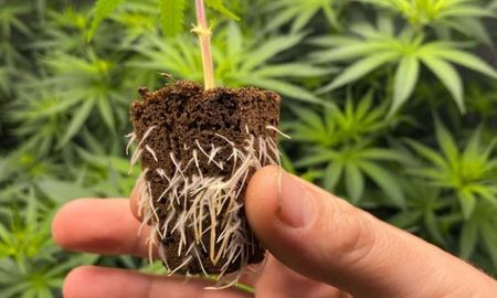 Cómo hacer un enraizante natural en casa en 5 minutos. Cómo hacer un enraizante natural en casa en 5 minutos.