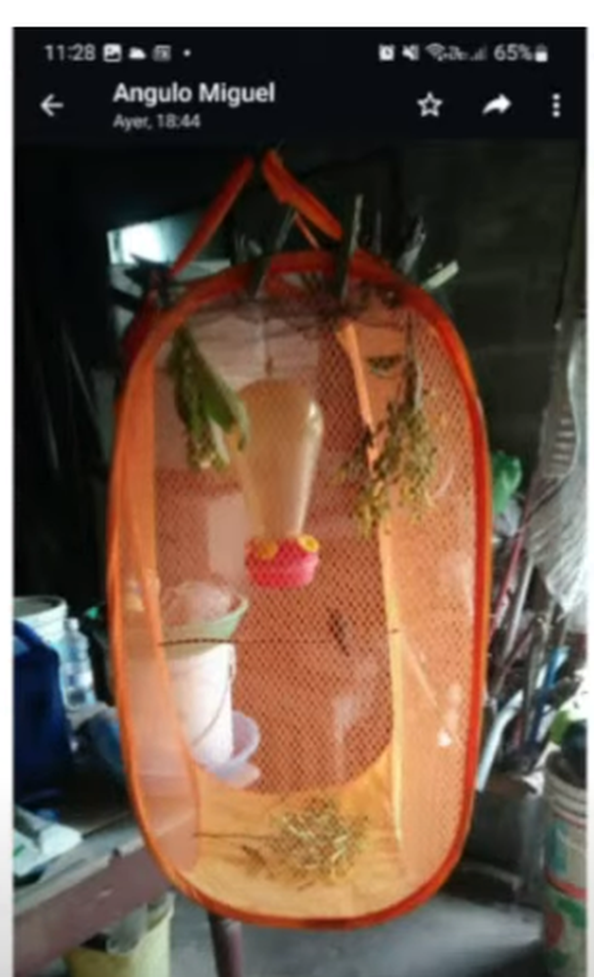 Miguel Angulo había improvisado una jaula para el colibrí.