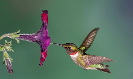 Cuál es la diferencia entre un colibrí y un picaflor Cuál es la diferencia entre un colibrí y un picaflor