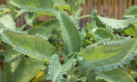El kalanchoe puede pasar días sin riego y aun así crecer firme y saludable. El kalanchoe puede pasar días sin riego y aun así crecer firme y saludable.