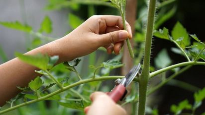 Cómo hacer que tus plantas estén siempre verdes y den flores