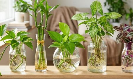 las 5 plantas que viven solo en agua y son ideales para decorar cualquier ambiente las 5 plantas que viven solo en agua y son ideales para decorar cualquier ambiente