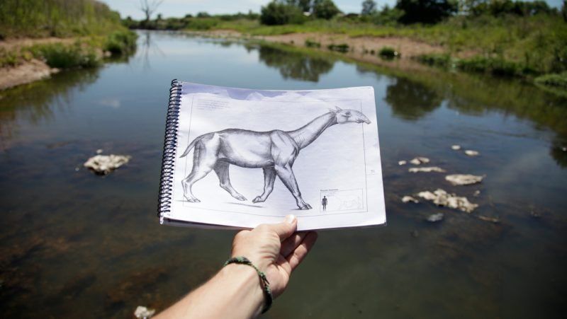 Se realizó un hallazgo paleontológico de Macrauchenia en Arroyo Seco
