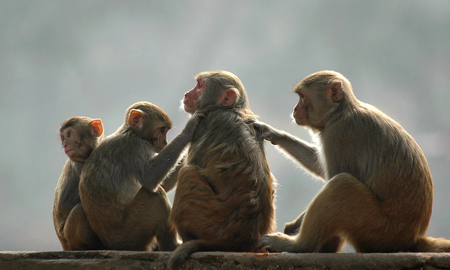 Monos se robaron a un bebé y lo ahogaron en un tanque de agua: Lo consideraban como propio Monos se robaron a un bebé y lo ahogaron en un tanque de agua: Lo consideraban como propio